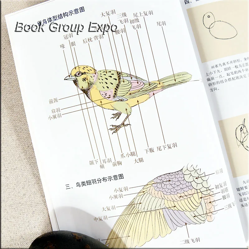 Chinese painting book animal bird painting book by gongbi written By Li Xiaoming 54 Page Chinese painting book animal bird painting book by gongbi written By Li Xiaoming 54 Page
