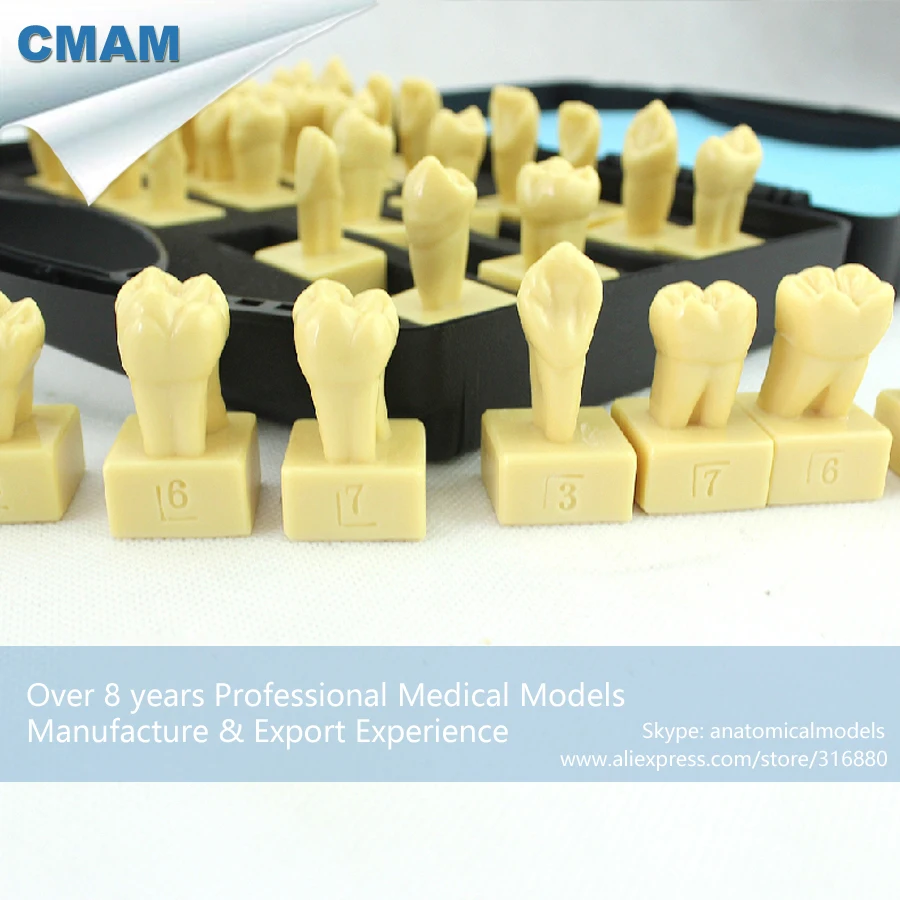 Buy 12621 CMAM DENTAL30 Permanent Teeth Carving Models