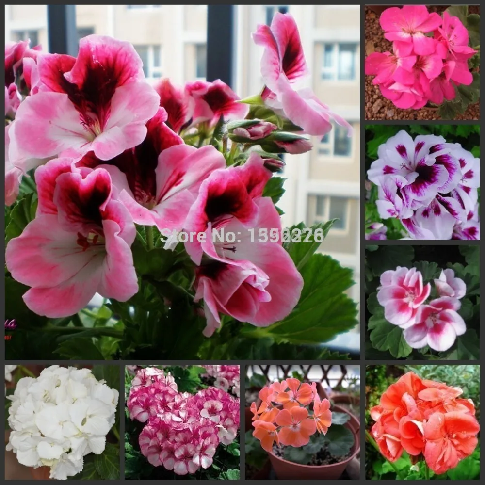 

Free Shipping 20PCS 100% Real Geranium Pelargonium Flower semillas