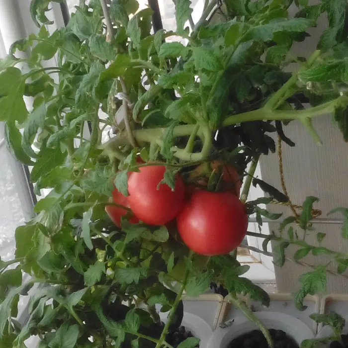 Three sets DIY flower vegetables Hydroponics system without earth Nutrient Film Technique PVC pipe plant pot plant nursery pot Three sets DIY flower vegetables Hydroponics system without earth Nutrient Film Technique PVC pipe plant pot plant nursery pot