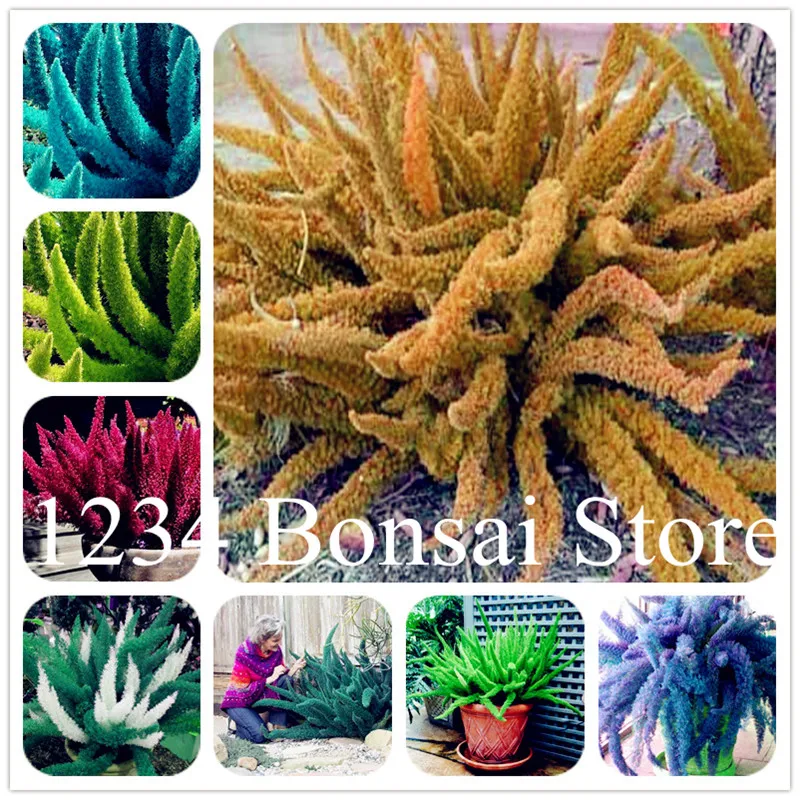 

Sale! 100 Pcs Mixed Foxtail Fern Bonsai Rare Creeper Vines Grass Ornamental Foliage Plants Exotic Potted Plant Purify the Air