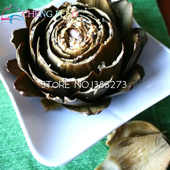10Pcs Artichoke Seeds Best Seeds Online Free Shipping Worldwide