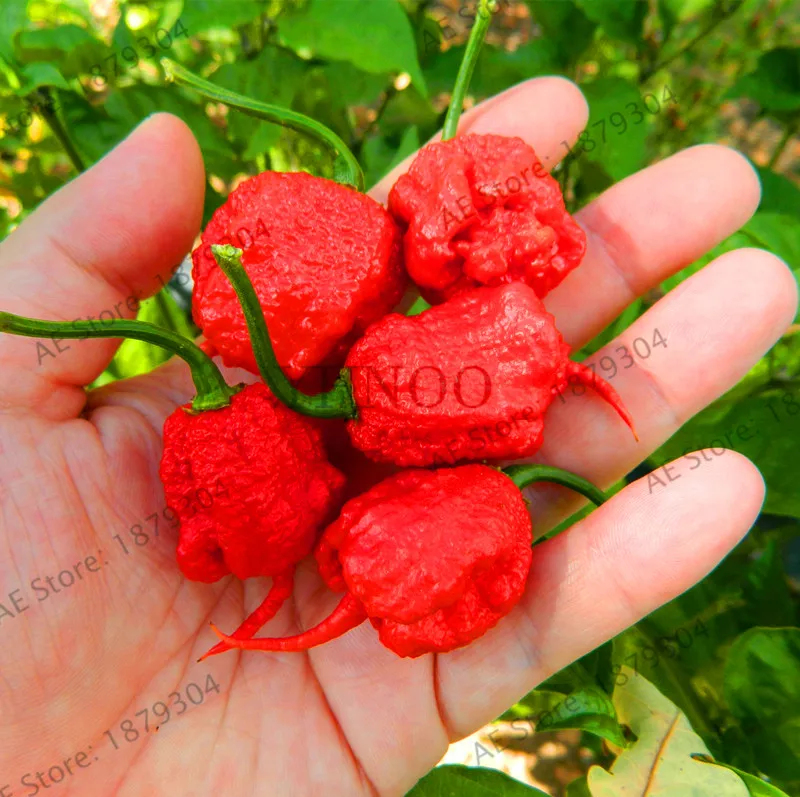 Новинка! 200 шт Carolina Reaper Pepper garden-Capsicum Chinense-самые горячие растения для перца чили-Bonsai Vegetabl