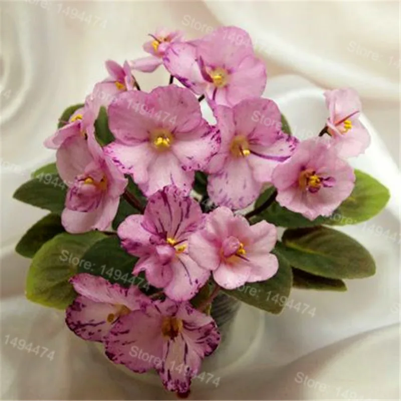 50 Plantas african violet Flores Mixed colors Flower Bonsai Saintpaulia Ionantha Garden bonsai Plant pot Perennial Herb Planten