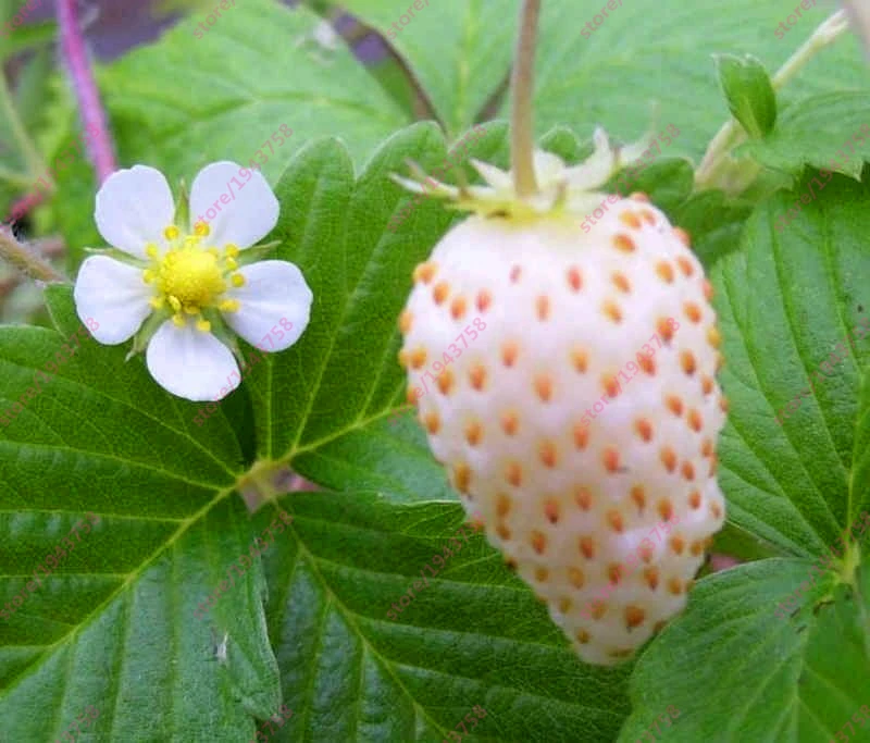 Buy 300 Pcs White Alpine Strawberry Seeds Free Shipping