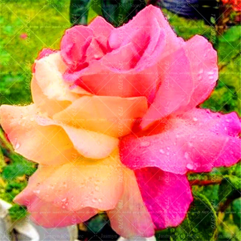 200 Pcs/Lot Rose Flower Bonsai Plants 24 Kinds of Color Europe Rose Tree Potted Planting for Home Garden Decoration 200 Pcs/Lot Rose Flower Bonsai Plants 24 Kinds of Color Europe Rose Tree Potted Planting for Home Garden Decoration