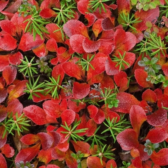 Close-Up Of Tundra Plants In Fall Colors At Denali National Park  Alaska Poster Print (34 x 22)