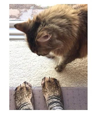 Unisex Adult Cute Cat Kitty Paw Socks, Animal Paw 3D Simulation Print Crew Socks, 1 Pairs (cat)02_1