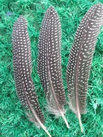 Wholesale 10 pcs beautiful Natural guinea fowl feather 6-8 inches / 15-20 cm DIY decoration