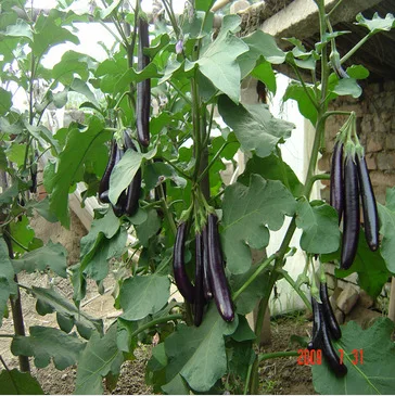 

The Japan purple Qiegua bonsais 20pcs organic vegetable bonsai