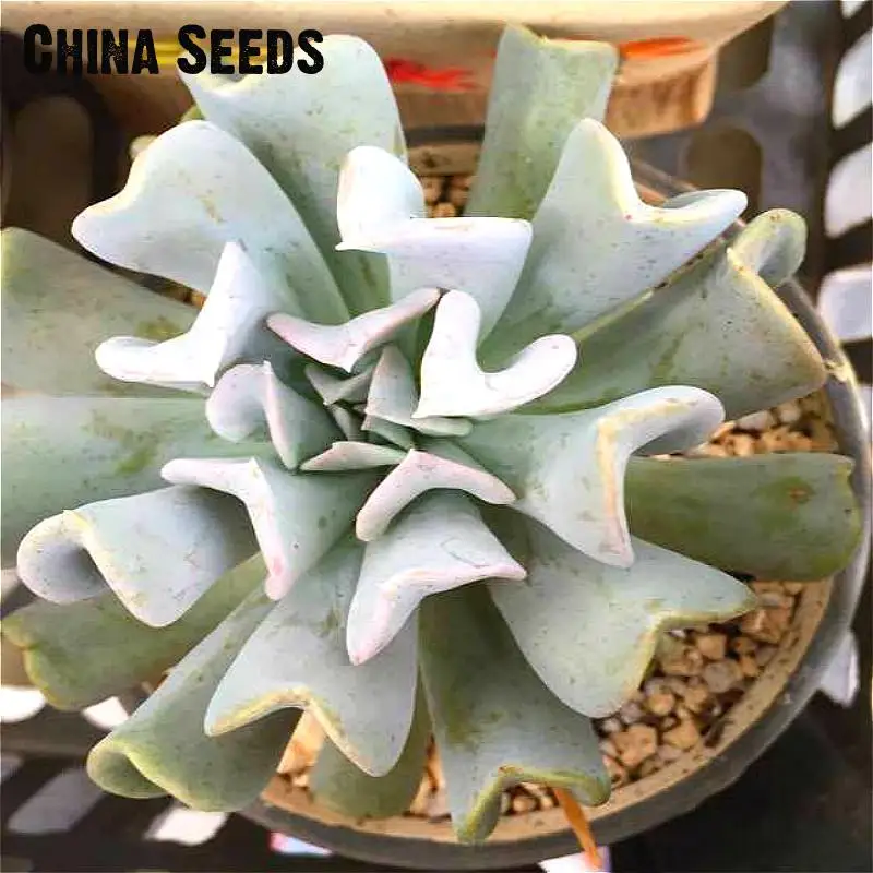 100 Piece Cactus Bonsai Mix Organic Ornamental Plant Flower Imported China Succulents Rare Po