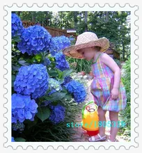 100 Blue Hydrangea Flower Seeds Bonsai Tree Need Almost No Care