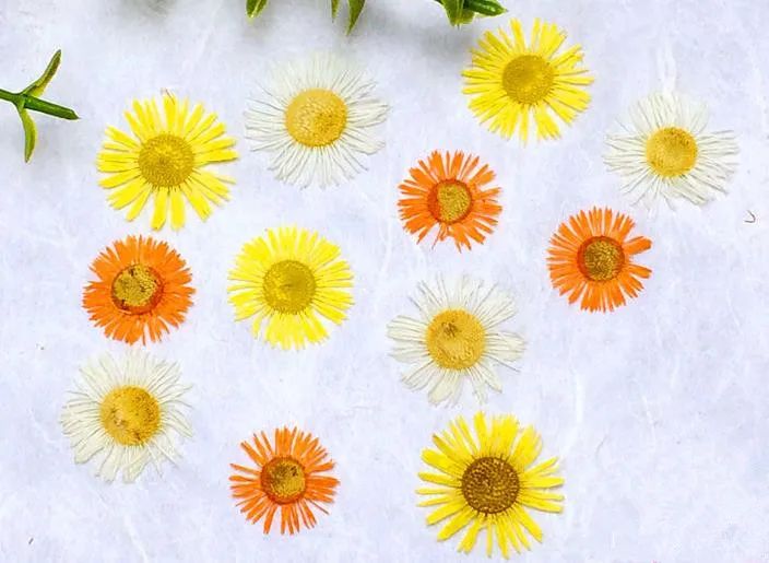 

12pcs/lot Dye True Dried Flowers Dried Chrysanthemum Flowers wedding Decoration flower wholesale free shipment