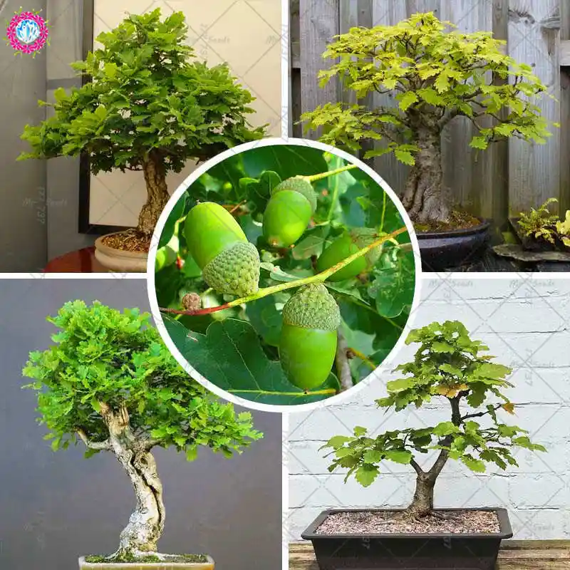 How To Grow A Bonsai Oak Tree From An Acorn - bonsai tree How To Grow A Bonsai Oak Tree From An Acorn - bonsai tree