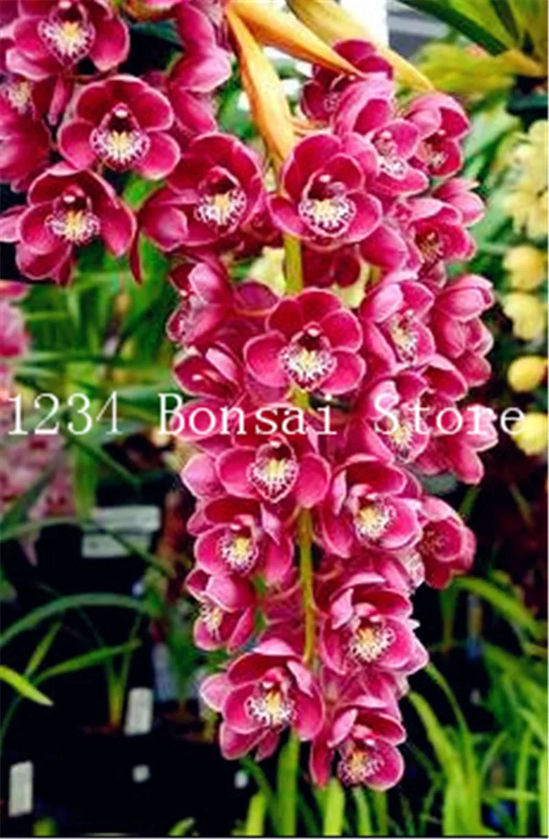 Sale!100 Pcs Exotic Cymbidium Flore Rainbow Chinese Orchid Flower