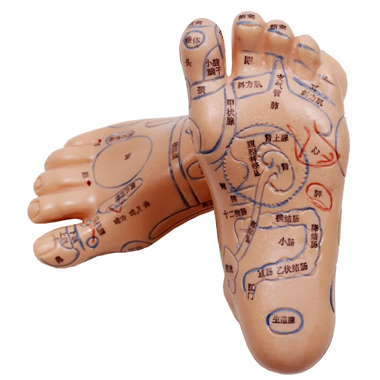 

Ex-b2 13cm model meridian through foot model hd