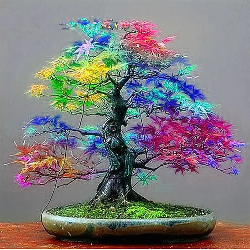 20 Seeds pack Japanese Red Maple Seeds Rare Rainbow Color Very Beautiful Japan Plants New Seeds