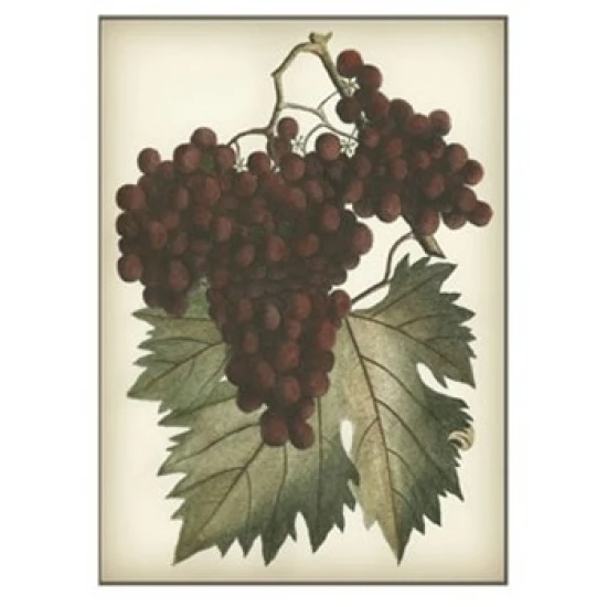 Red Grapes II Poster Print (7 x 9)