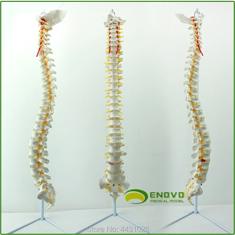 ENOVO A 1:1 модель позвоночника человека ортопедической манипуляции ортопедических позвонков