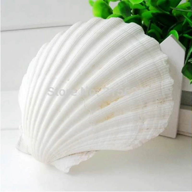 

2pcs/Lot 8-12cm Big White Scallops Natural Seashell Summer Leaves Shells For Home Hand Painted Shell Picture