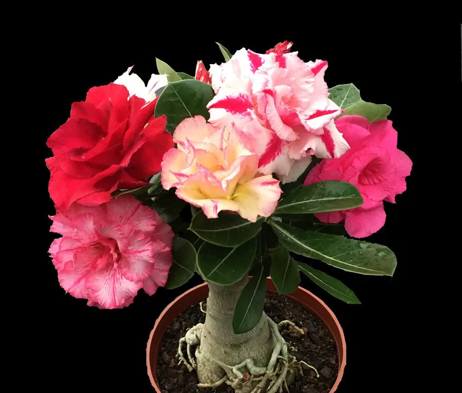 100% True Adenium Obesum Bonsai Exotic Desert Rose Flowers Balcony Desert-Rose Bonsai MultiColor Petals Succulents Tree 1 Pcs