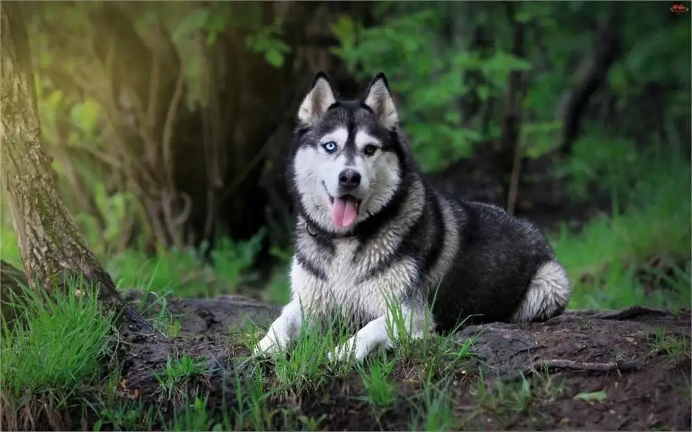 Animale Sibérien Husky Chien Dans La Forêt 4 Tailles Décor