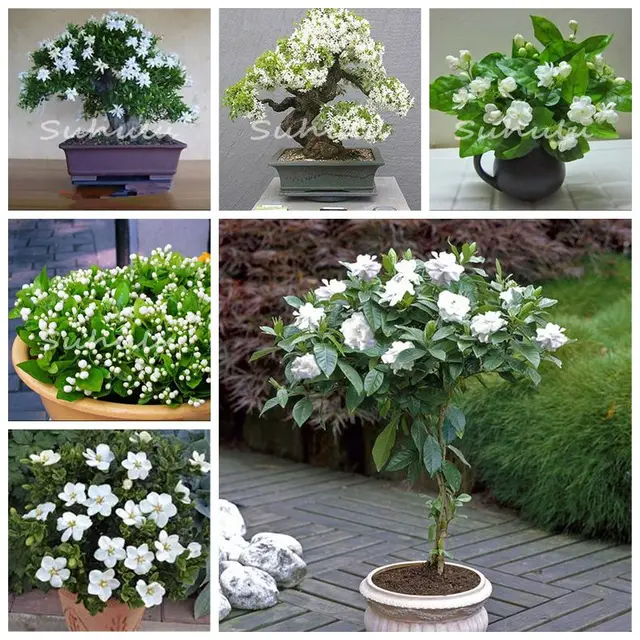 30 Pcs Potted Plants Jasmine Bonsai Beautiful Jasminum