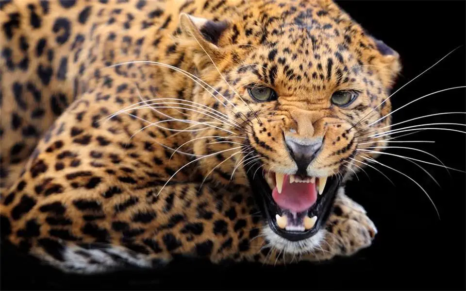 a0