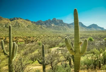 

Laeacco Natural Desert Cactus Shrub Mountain Portrait View Photographic Backgrounds Photography Backdrops For Photo Studio