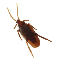 10pcs Fake Roaches Prank Novelty Cockroach April fool s day props Gag Joke Toys