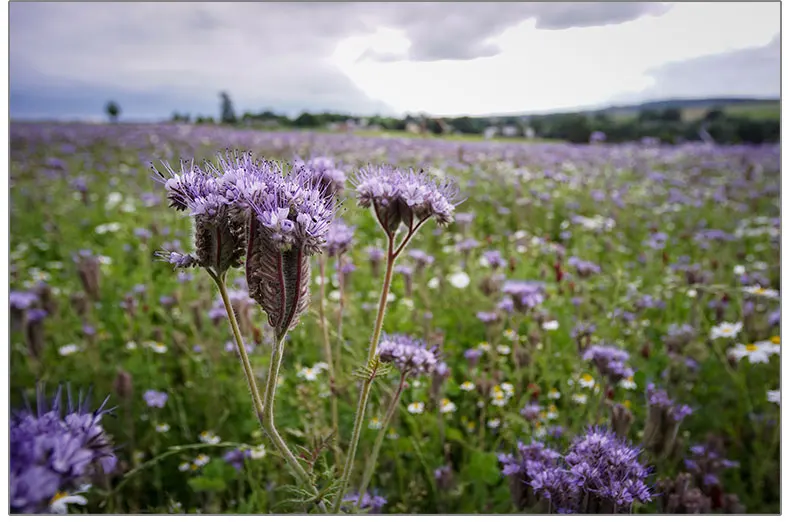 7 ремесленников 35 мм F1.2 Prime объектив для sony E-mount/для Fuji XF APS-C камера ручной беззеркальный объектив с фиксированным фокусом A6500 A6300 X-A1