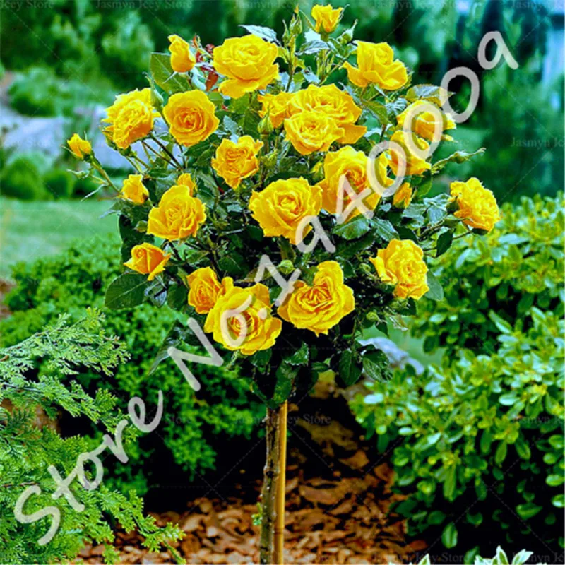 

100 pcs Yellow rose flower bonsai plant rainbow bonsai rose tree plantas garden decoration potted flower flores, Purify The Air