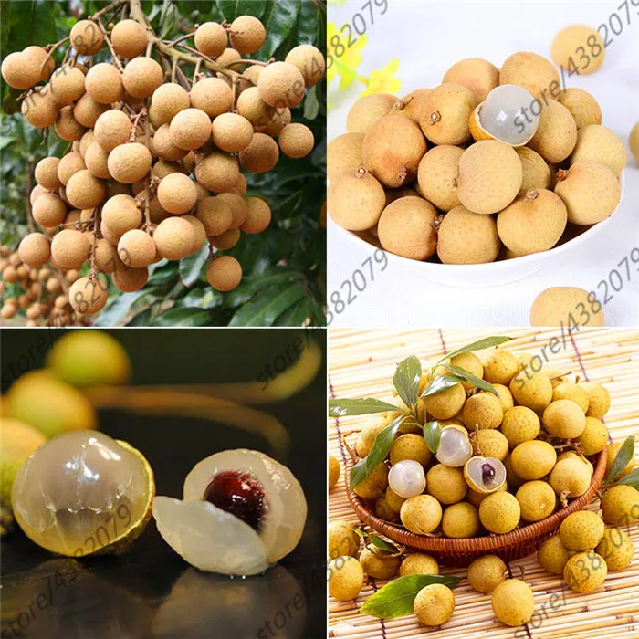 

10 Pcs Fresh Longan Dimocarpus Longan Exotic Bonsai Tree Fruit Perennial Shrub Potted Plant Decoration Home Garden