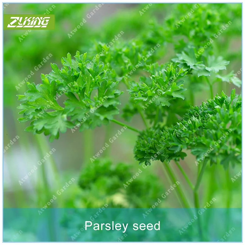 

100pcs Parsley Vegetable Bonsai Plants For Home Garden Vegetables Flower Fast Growing Garden Plants