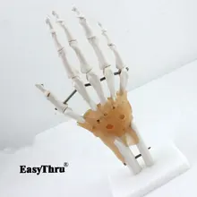 Human Hand Joint Anatomical Skeleton Model Medical Science Health Anatomy 1:1 Life Size Human Hand Joint Model anatomy medical 12497 cmam heart21 small size human hypertension model medical science educational teaching anatomical models