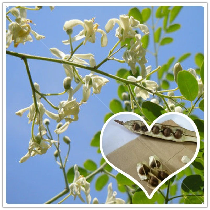 Hot sale New 2016 Home Garden Plant 20pcs/lot Drumstick Tree Miracle Ben Oil Moringa Oleifera