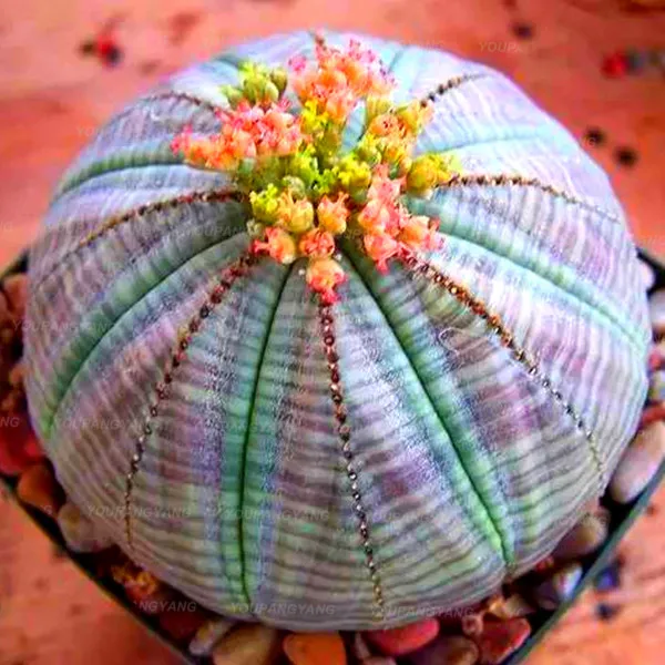 200 шт редкий микс суккулентов камень цветок литопс бонсай дерево Крытый lophophora plantas para jardin для украшения сада