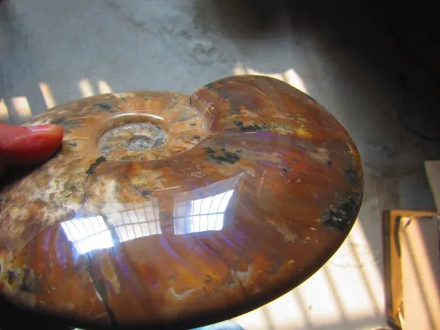 Best Offers 2030g(4.46 lb) Iridescent Ammonite Ammolite Specimen Fossil Madagascar DFB089