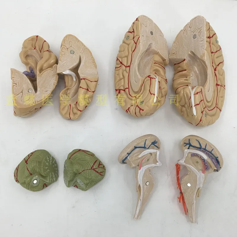 Съемная модель Анатомия мозга человека цереброваскулярный манекен для медицинского обучения оборудования