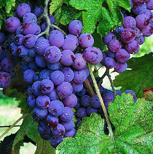 

50Pcs Pearl Raisin Fruit Tree Bonsai Sweet Grape Tree Farm Outdoor Bonsai Plants for Home Garden decoration Supplies