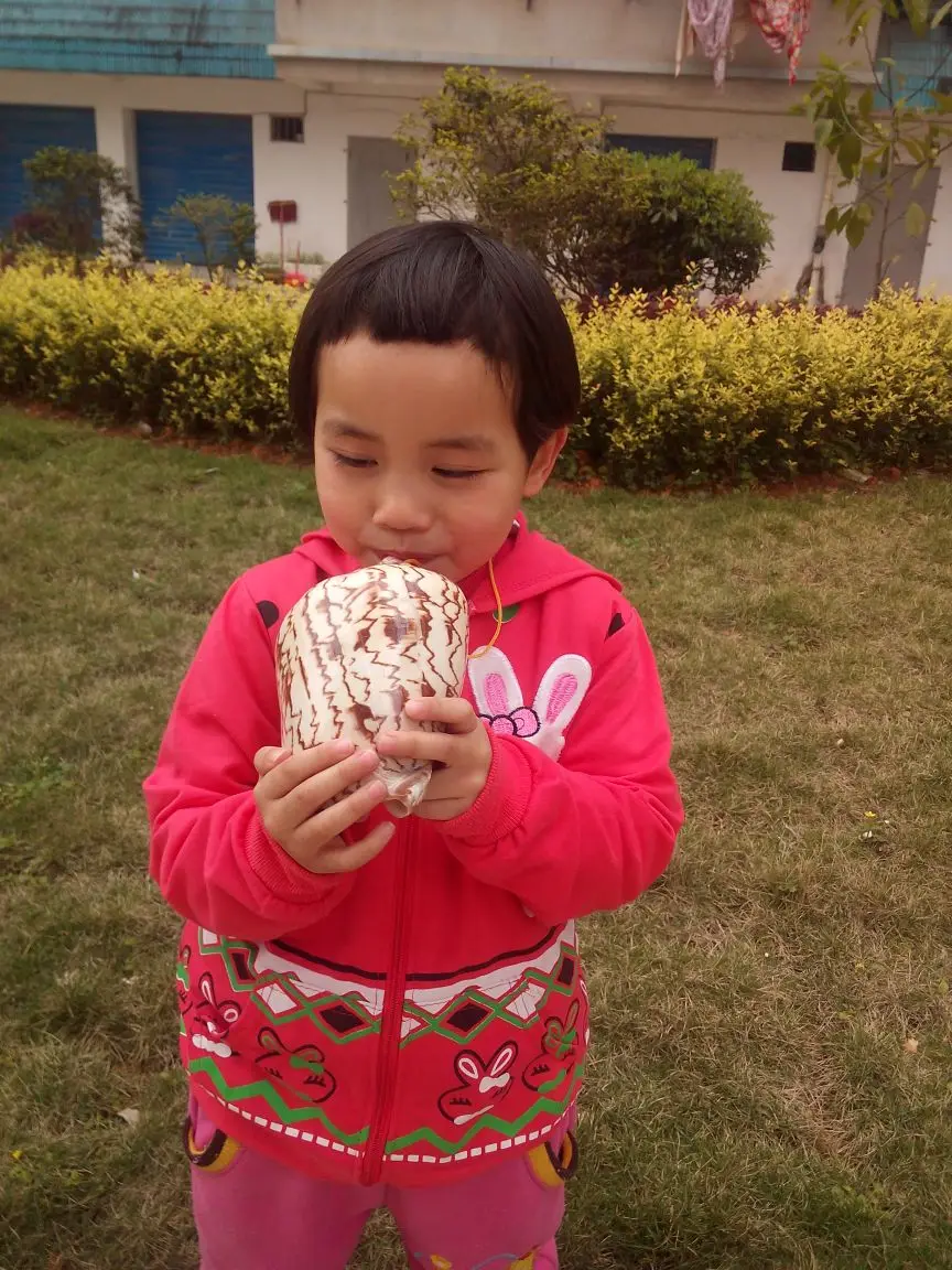 

Large natural landscape of conch shells can whistle sounded. Conch shells whistle toys