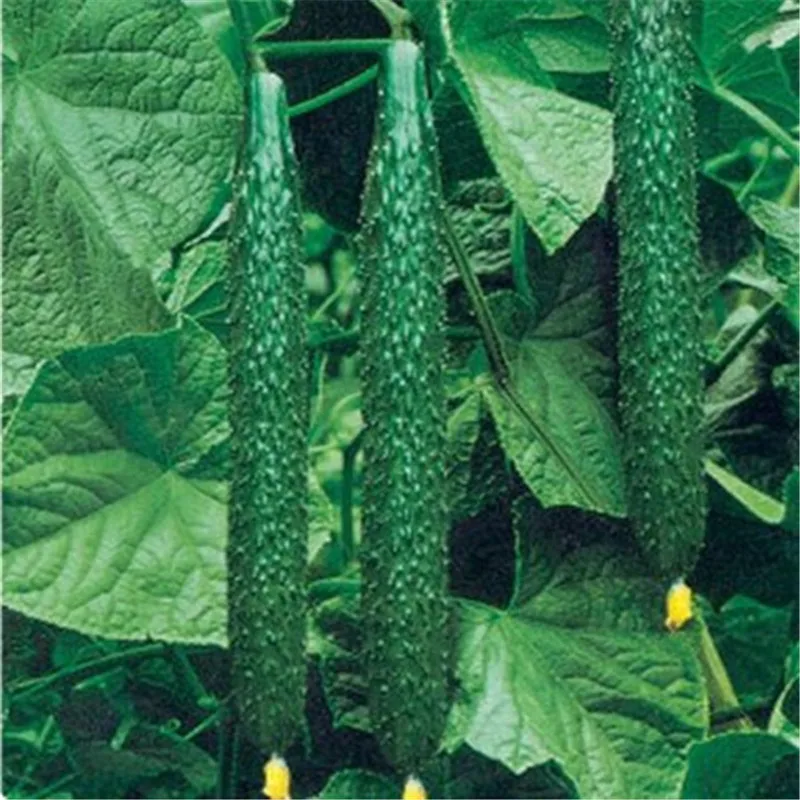 Белые длинные огурцы. Огурец китайский долгожитель f1. Длинные огурцы сорта. Огурцы китайские сорта. Сорт длинных огурцов