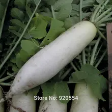 Картинки по запросу белый редис