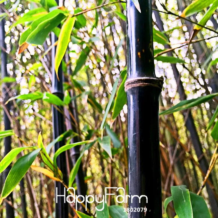 live bamboo for sale