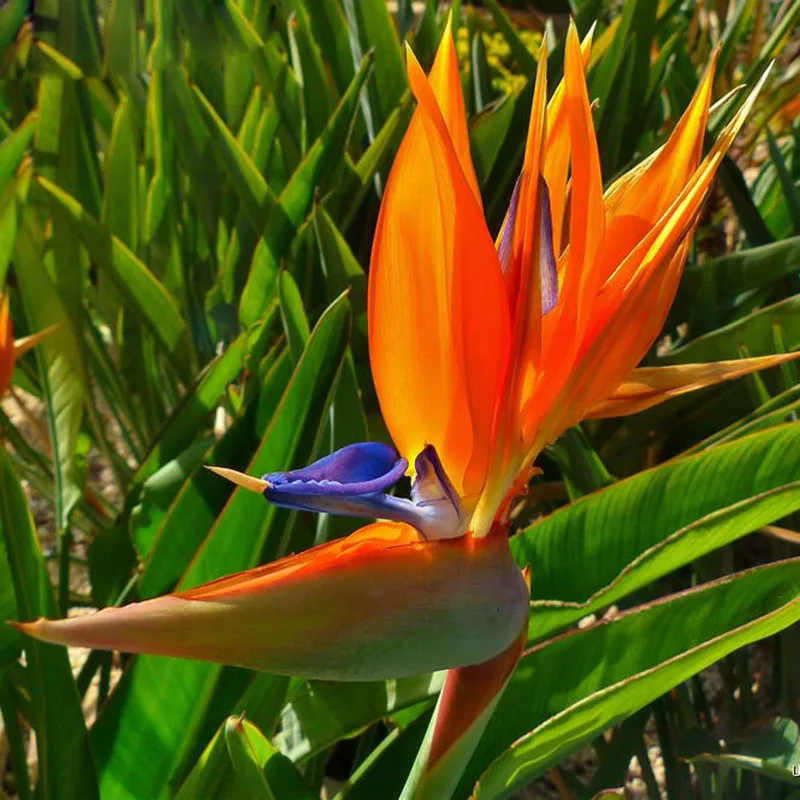Aliexpress Indoor Potted Plant Flowers Orange Strelitzia Aliexpress Indoor Potted Plant Flowers Orange Strelitzia Reginae Seed Bird Of Paradise 120 Particles Lot From Reliable