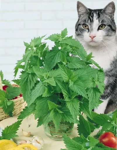 catnip