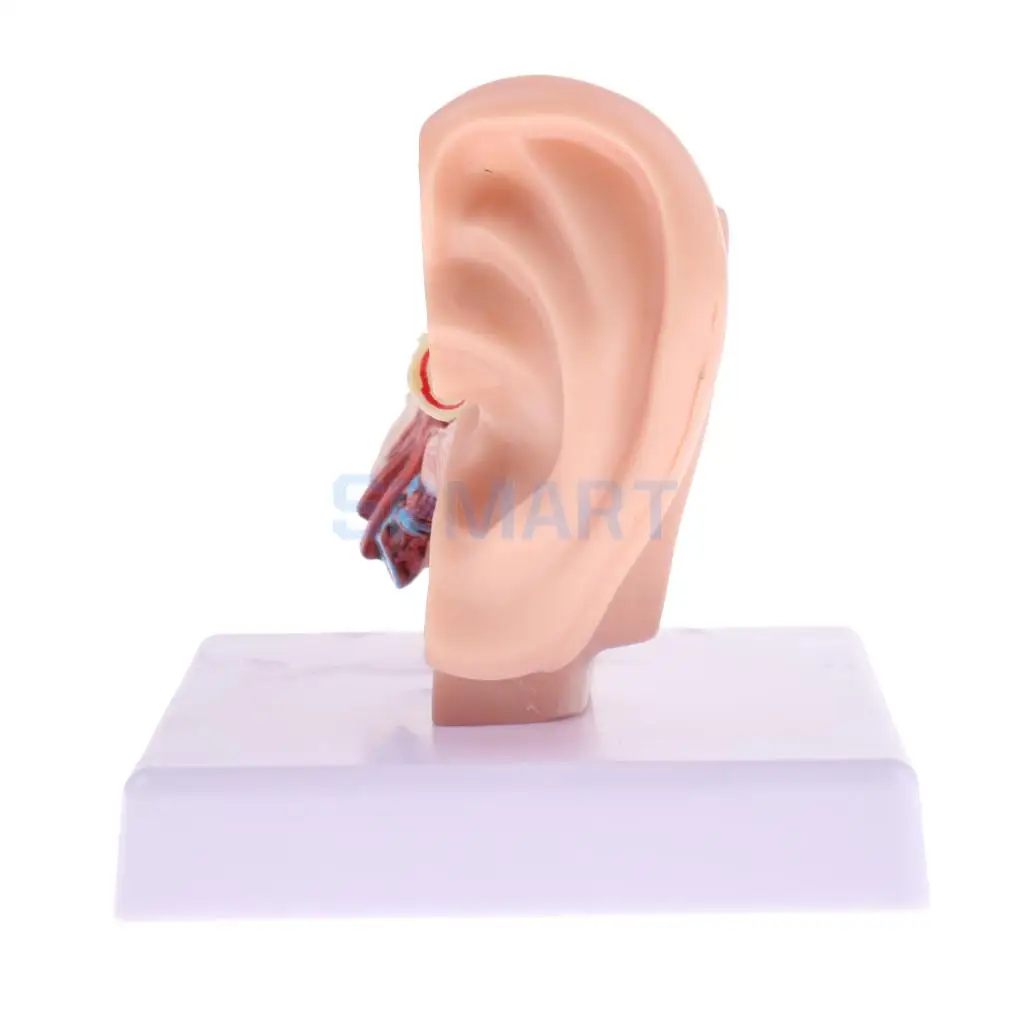 Magnification 1.5x Human Ear Joint Outer, Middle, Inner ear Model with Base School Teaching Supplies Educative
