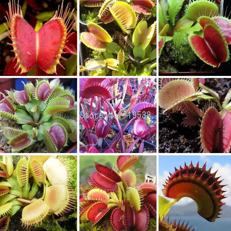 

3 category Flytrap bonsai Bonsai Potted Dionaea Muscipula Plant bonsai Terrace Garden Carnivorous Plant bonsai 1 Package 30pcs