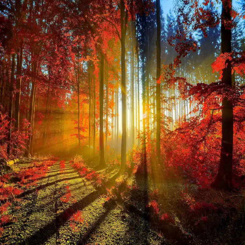 Sunset Autumn Cute Fall Trees Backdrops Vinyl Cloth High Quality Computer Print Wall Backgrounds