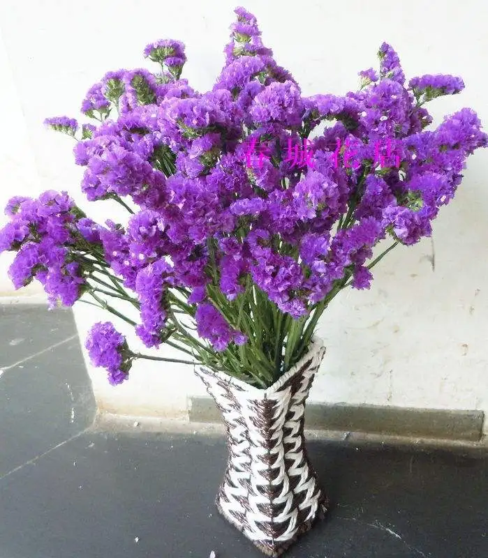 

High quality 50 pcs orget-me-not flowers and plants four seasons easy to plant balcony garden planting potted plants